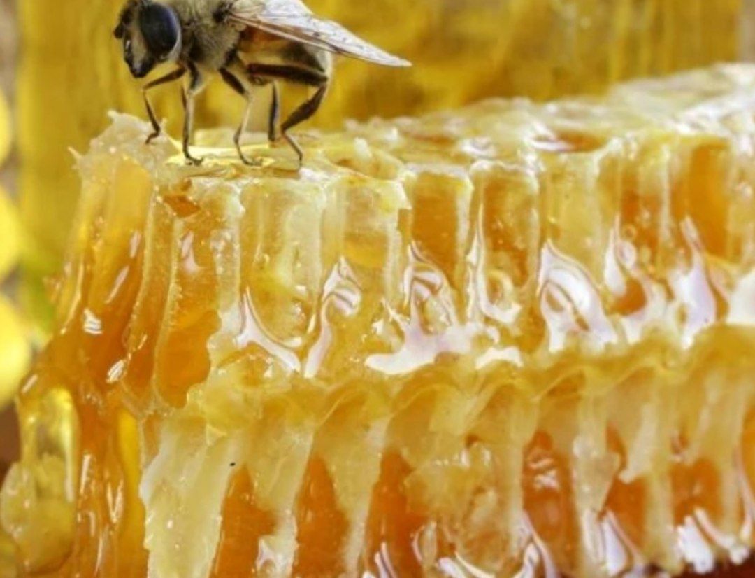 خرید موم عسل نیم کیلویی | بهترین قیمت و کیفیت