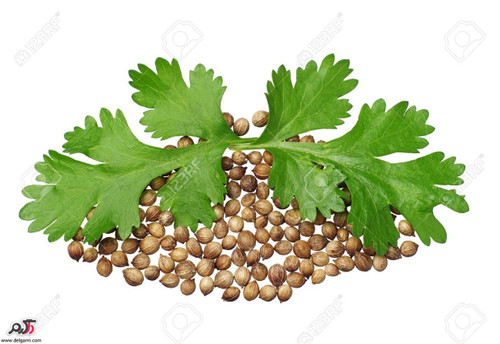 تخم گشنیز ۲۰۰ گرمی
