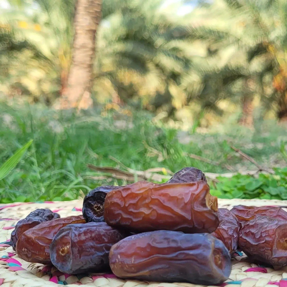 خرماپیارم درجه ۱ یک کیلویی