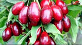 رب رغال اخته ۹۰۰ گرمی