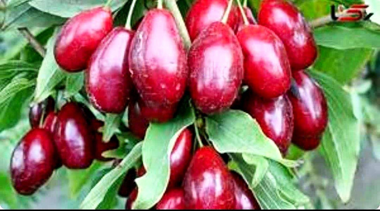 رب رغال اخته ۹۰۰ گرمی