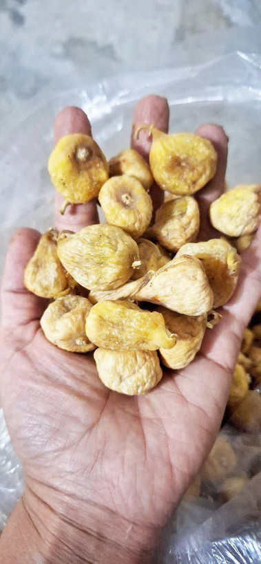 انجیرفصل یک کیلویی